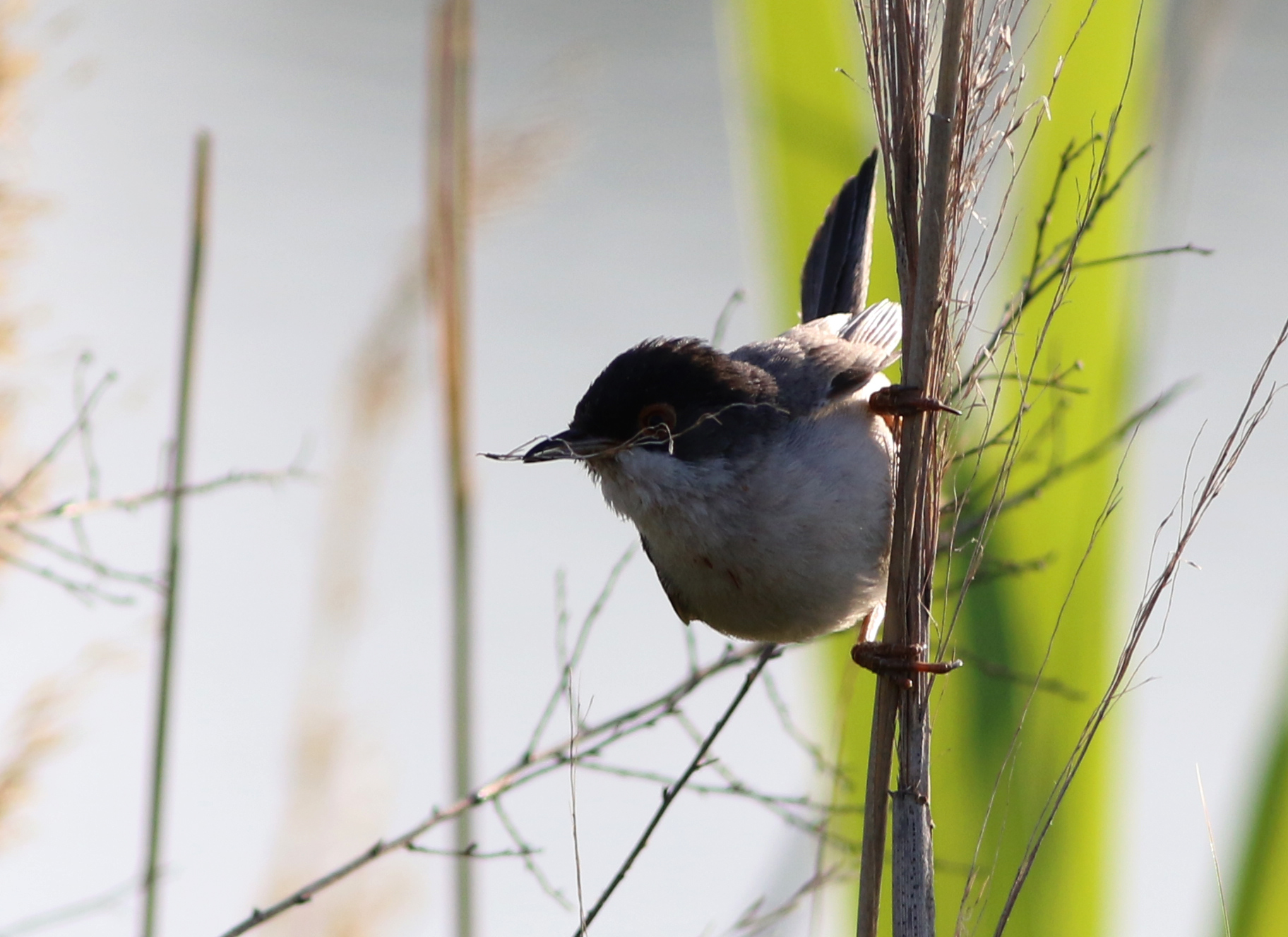 Menetries's Warbler